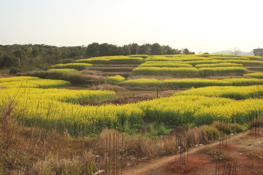 油菜花田