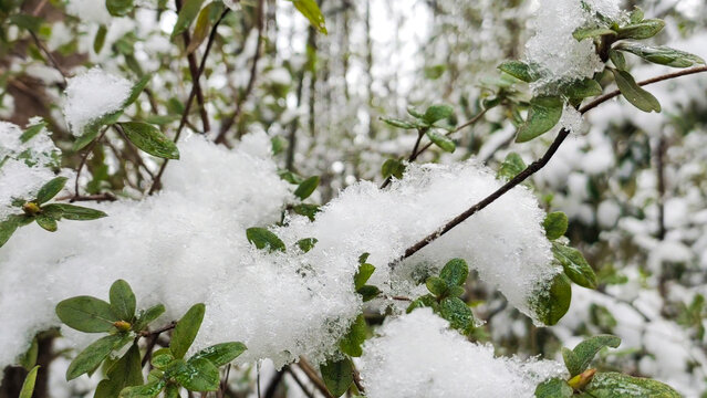 杜鹃花与雪景