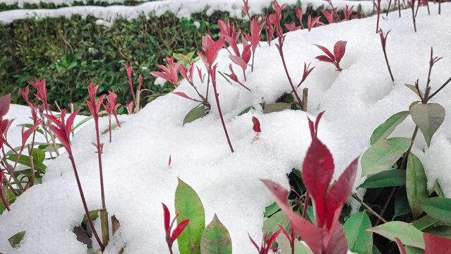 嫩茶与雪