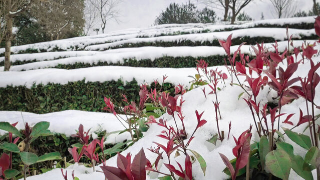 嫩茶与雪