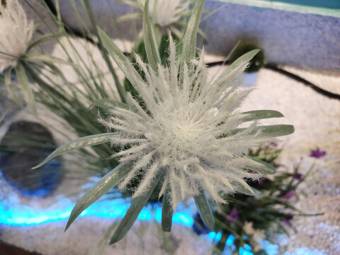 绿植装饰