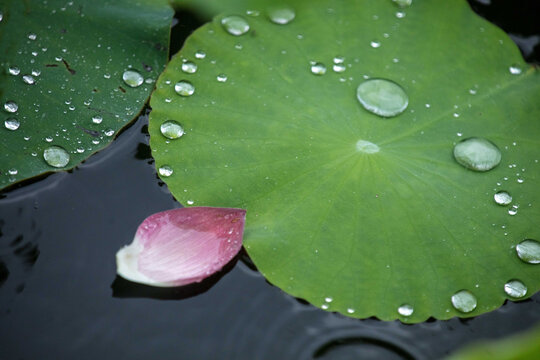 雨荷