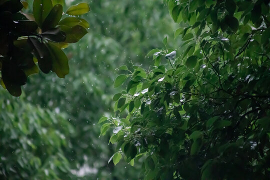 树叶和雨滴