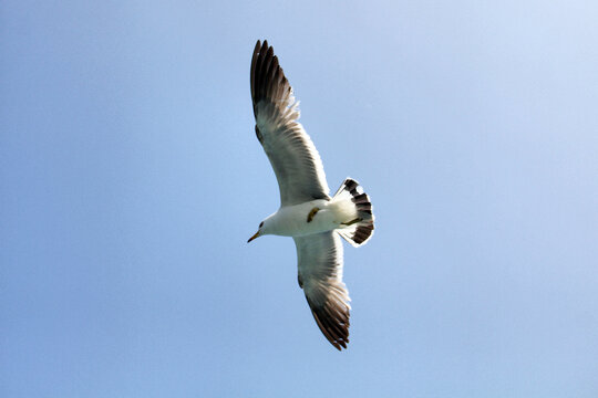 渤海飞翔的海鸥