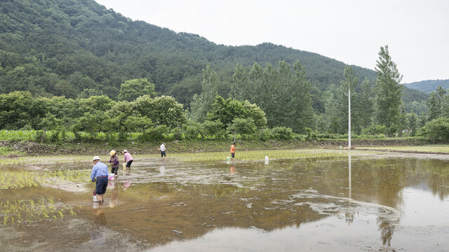 农民插秧