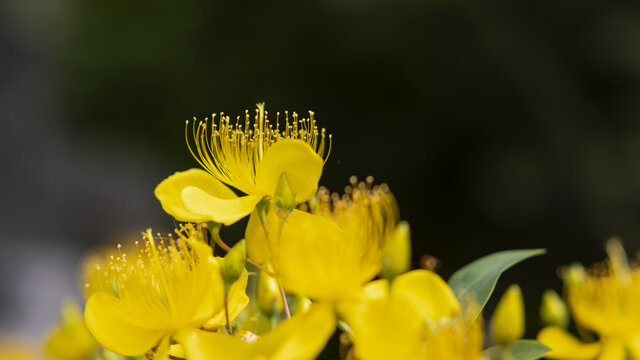 黄花路边野花