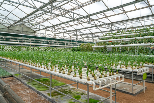 自动化温室蔬菜育苗