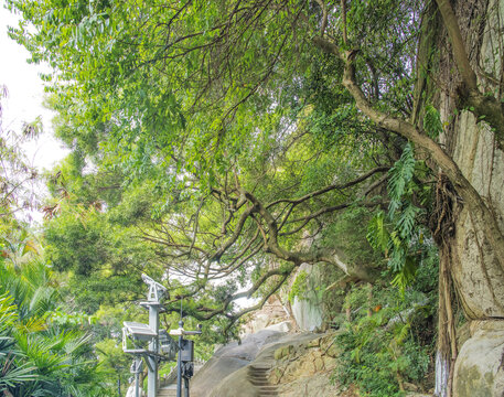 日光岩山壁歪长的树木与山路