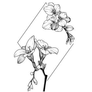 线描花卉系列之香雪兰