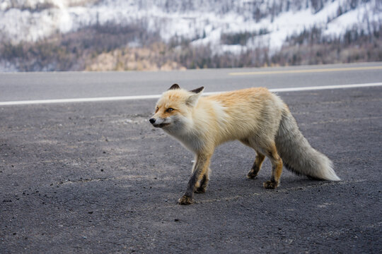 新疆雪山赤狐