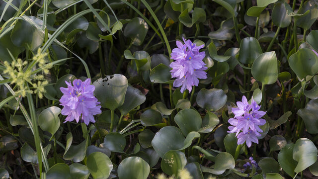 水葫芦花