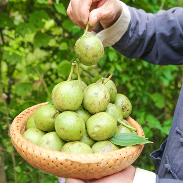 青皮核桃