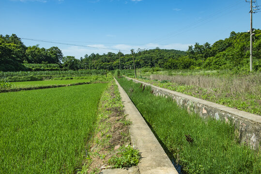 水稻田