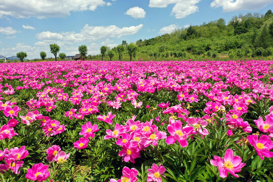 花开遍野