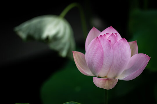 荷花