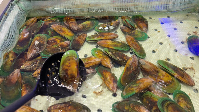 海虹贝壳蛤蜊小海鲜甲壳自助餐