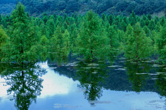 水杉树林