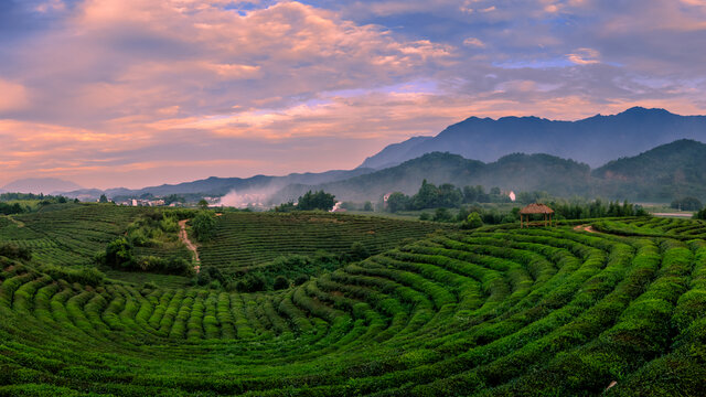 建德下涯茶园晚霞风光全景