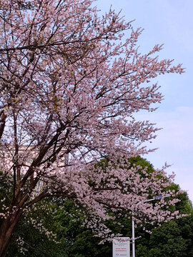 樱花绽放