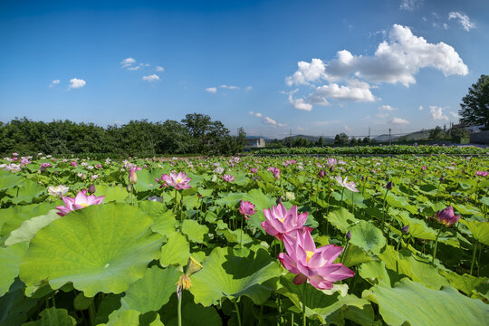 荷花