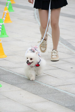 萌宠宠物狗狗犬可爱动物