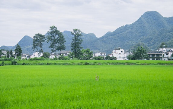 夏天的万峰林稻田风光