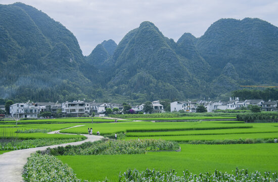 夏天的万峰林稻田风光