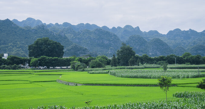 夏天的万峰林稻田风光