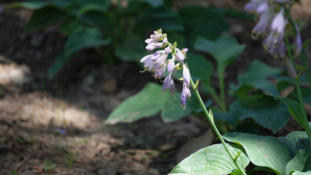 铃兰紫色野花