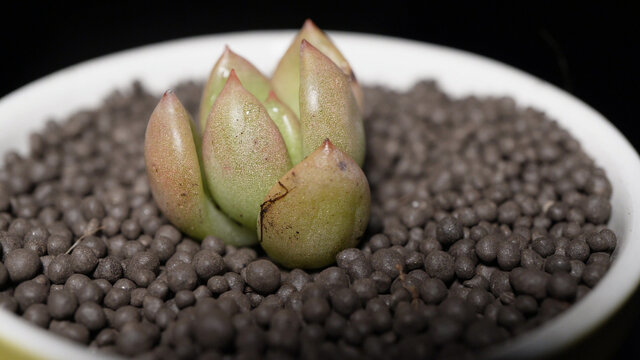 奶油黄桃多肉植物盆栽绿植