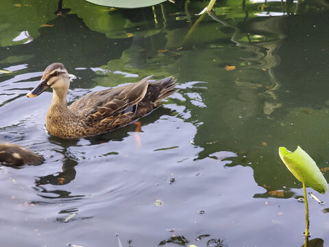 池塘小鸭