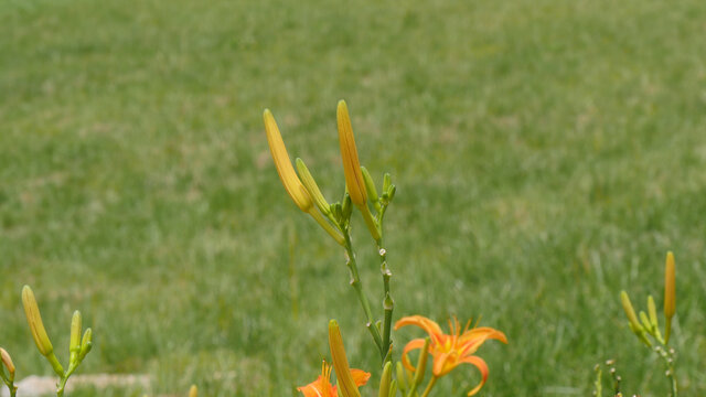 萱草花