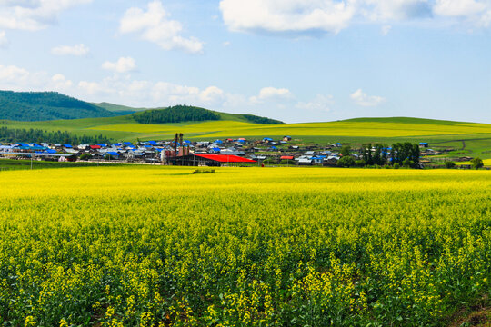 乡村油菜花农场