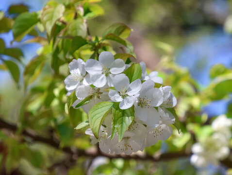 海棠花