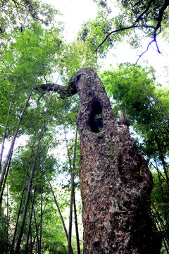 老树1