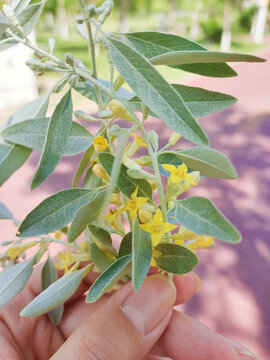 沙枣花