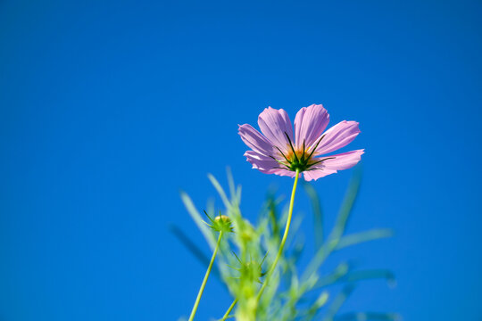 秋英花