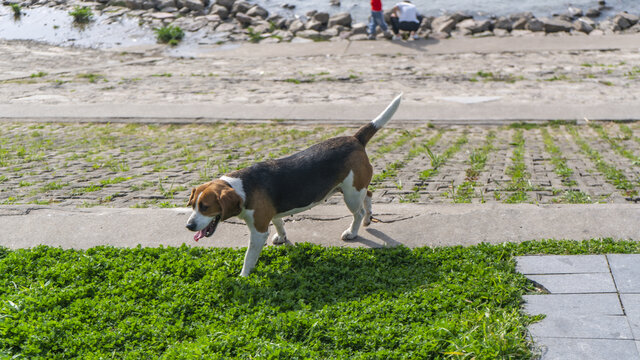 比格猎犬