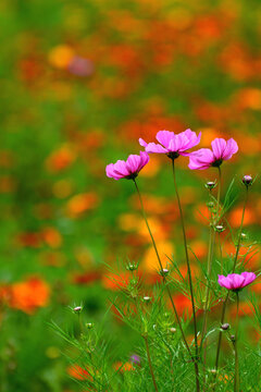 格桑花