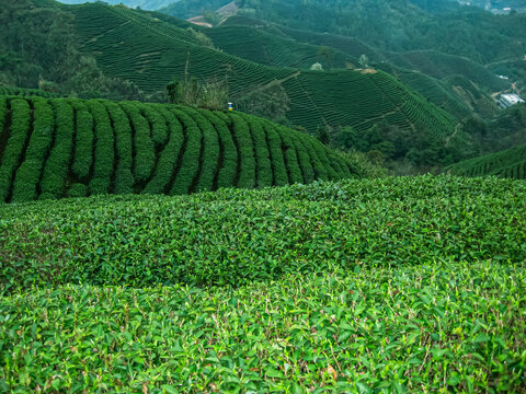 茶叶茶园茶山茶场绿色生态