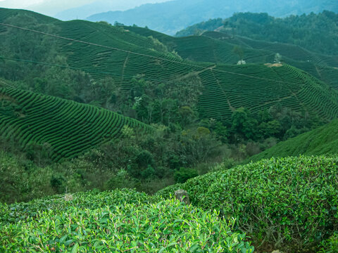 茶叶茶园茶山茶场绿色生态