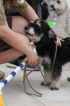 萌宠宠物狗狗犬可爱动物