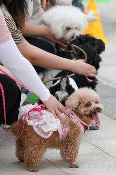 萌宠宠物狗狗犬可爱动物