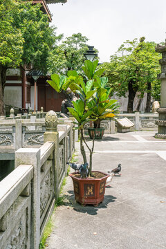 大华兴寺鸽子