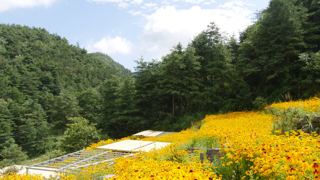 花谷鲜花盛开