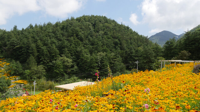 花谷鲜花盛开