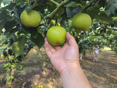 采摘苹果梨