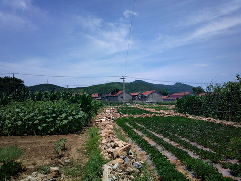 乡村风景