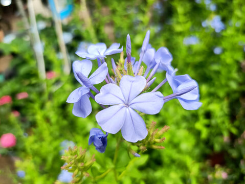 蓝雪花