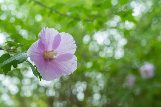 木槿花